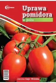Uprawa pomidora w polu