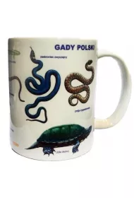 Soliton Kubek. Gady