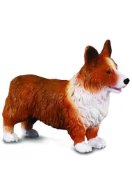 Pies irlandzki corgie