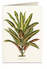 Tassotti Karnet B6 + koperta 6063 Dracena Croton
