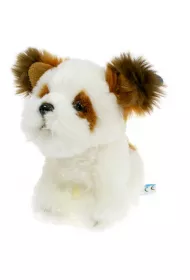 Pies Shih Tzu Dubi Plusz