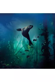 Museums & Galleries Karnet kwadrat z kopert� Galapagos Sea Lion