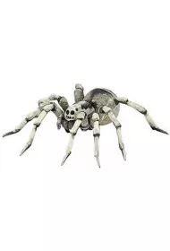 Tarantula