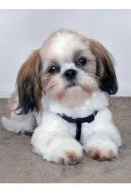 Mozaika diamentowa 5D - Shih Tzu 40x30cm
