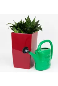Prosperplast Konewka spring zielona 3 l