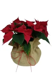 Juta os�onka 60cm