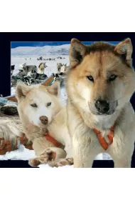 Worth Keeping Magnes 3D Husky