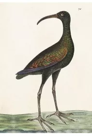 Skona Ting Karnet ST378 B6 + koperta Apteribis