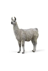 Lama