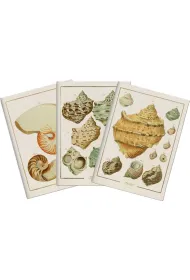 Skona Ting Stone 507 Zestaw 3 notatnik�w A6 - muszle