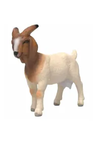 Koza rasy Boer