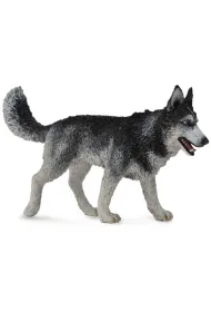 Pies Rasy Siberian Husky