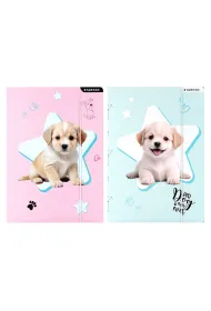 Teczka z gumk� A4 Doggy STARPAK 559706