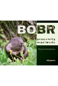 B�br pracowity m�ciwoda