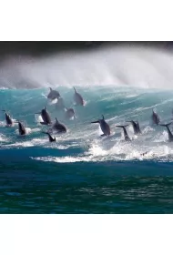 Museums & Galleries Karnet kwadrat z kopert� Surfing Bottlenose Doplhi