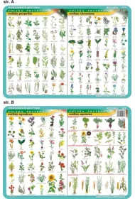 Visual System Podkadka edukacyjna. Roliny pospolite, chronione