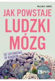 Jak powstaje ludzki m�zg. Od zap�odnienia do narodzin