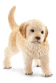 Golden Retriever szczeni�