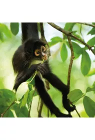 Museums & Galleries Karnet kwadrat z kopert� Spider Monkey