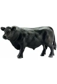 Angus czarny byk