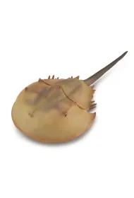 Skrzyp�ocz