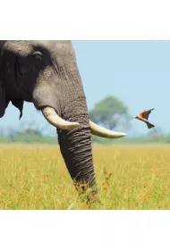 Museums & Galleries Karnet kwadrat z kopert� African Bull Elephant