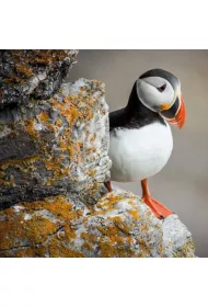 Museums & Galleries Karnet kwadrat z kopert�. BBC Earth. Puffin