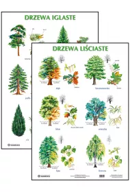 Plansza. Drzewa li�ciaste / Drzewa iglaste