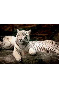 Puzzle 1500 el. Bengalski tygrys 26075 Trefl