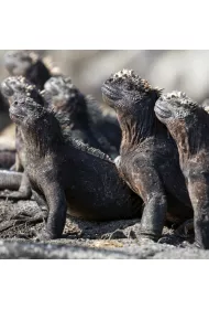 Museums & Galleries Karnet kwadrat z kopert� Marine Iguanas