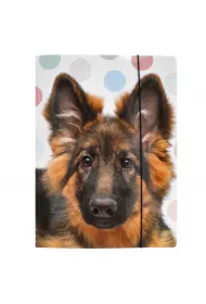 Pan Dragon Teczka z gumk� A4 Pets NR21 P-DR 970370