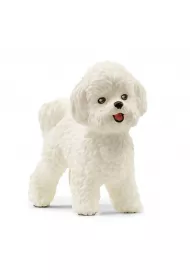 Pies Bichon Frise
