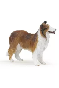 Owczarek Collie