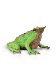 �aba