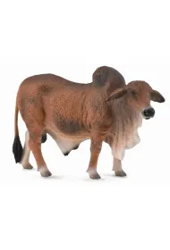 Byk czerwony brahman