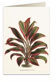 Tassotti Karnet B6 + koperta 6064 Dracena czerwono-zielona
