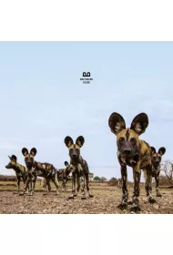 Fever (CD)