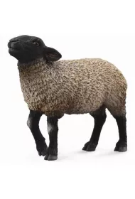 Owca Suffolk