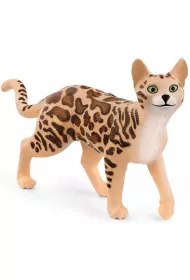 Kot Bengalski