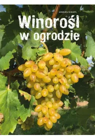 Winoro�l w ogrodzie