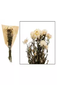 Dijk Kwiaty suszone Helichrysum 60 cm biay