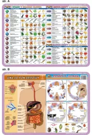 Visual System Podk�adka edukacyjna Witaminy, paso�yty, mikroelementy, uk�ad pokarmowy
