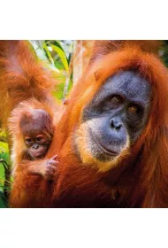 Museums & Galleries Karnet kwadrat z kopert� Sumatran Orangutan and Ba