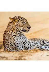 Museums & Galleries Karnet kwadrat z kopert� Leopard in sand