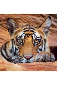 Museums & Galleries Karnet kwadrat z kopert� Tiger cub