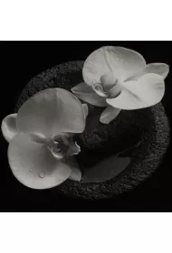 Corpse Flower (vinyl)