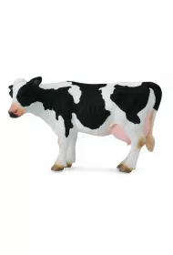 Krowa Friesian