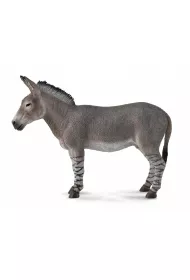 Osio� afryka�ski