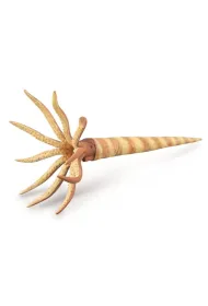 Orthoceras