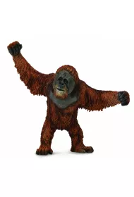 Orangutan